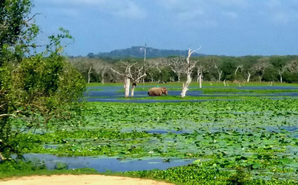 Amawin Resort Hambantota Eksteriør bilde