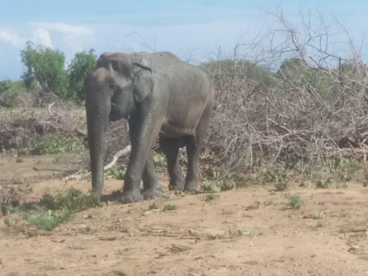 Amawin Resort Hambantota Eksteriør bilde